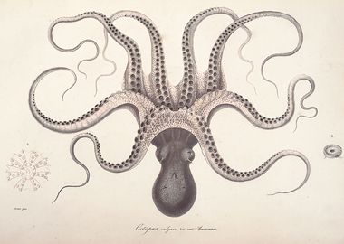 Vintage Octopus