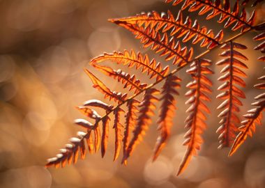 Autumn fern leaf in forest