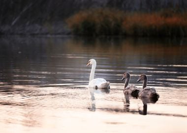 Swan family, summer lake