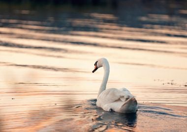 Beautiful white swan