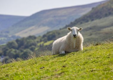 Cute sheep