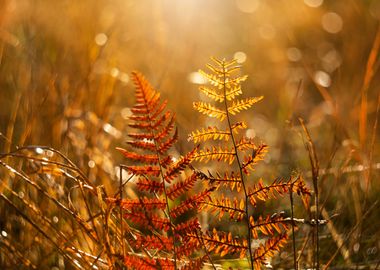 Autumn leaves