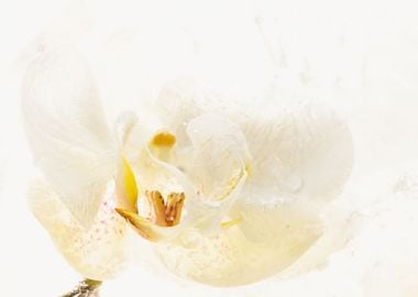 White orchid in ice 2