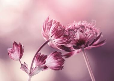 Astrantia flowers