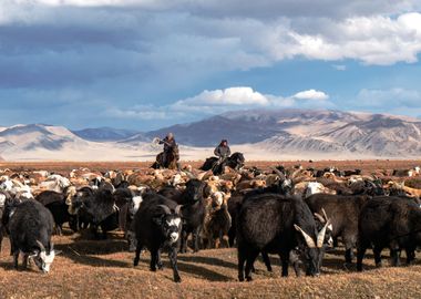 mongolia goat farming