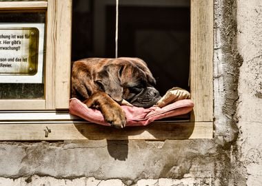 Quedlinburg Resting Dog