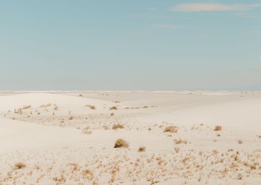 White dunes and bushes