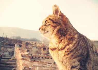 Wild Cat in Turkey