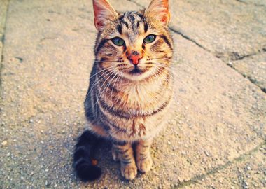 Wild Cat in Turkey