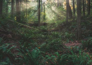 Among the ferns