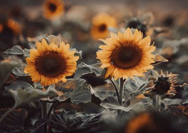 A field of sunflowers