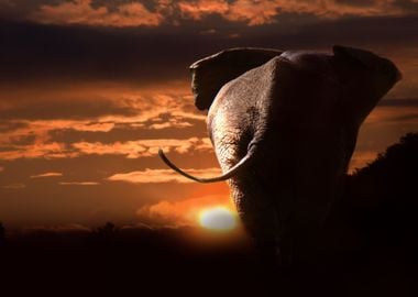 Elephant At Sunet