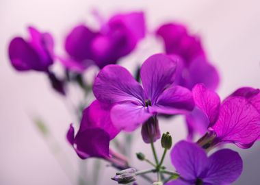 Pink purple flowers, macro