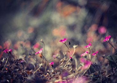 Pink flower,Magical garden