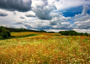 Meadow with red poppies