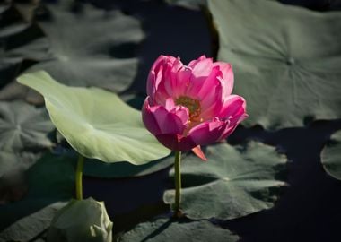 Light and shadow lotus