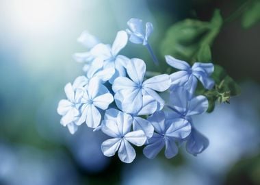 Blue flowers in the garden