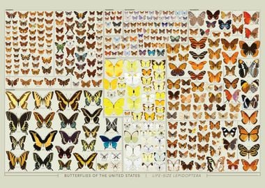 Moths and Butterflies