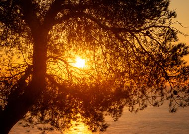 Sun tree silhouette