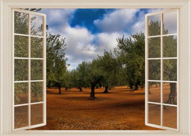 Open window olives view