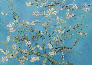 Almond blossom