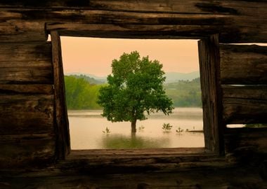 Open window tree lake