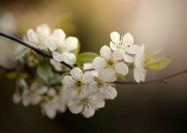 White blossoming cherry