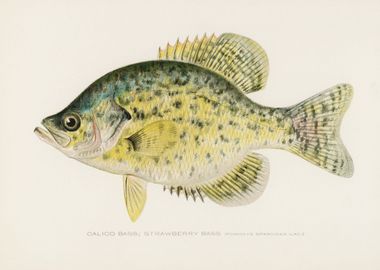 Calico Bass