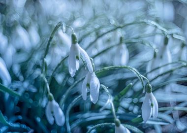 White spring snowdrops