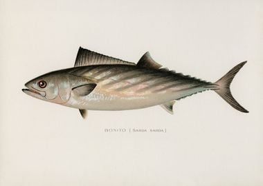 Bonito Fish