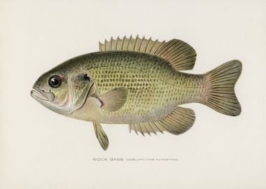 Rock Bass