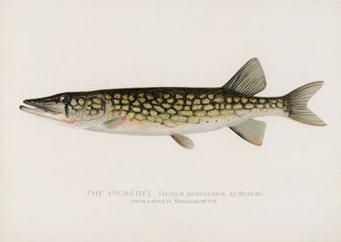 Pickerel Fish' Poster, picture, metal print, paint by crbn design