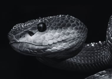 Beautiful Reptile 8