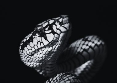 Beautiful Reptile6