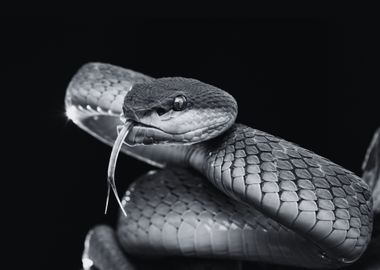 Beautiful Reptile 3