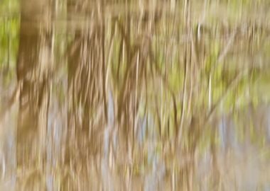 Autumn forest reflection