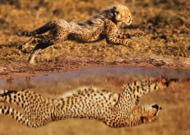 Cheetah Running Mindset