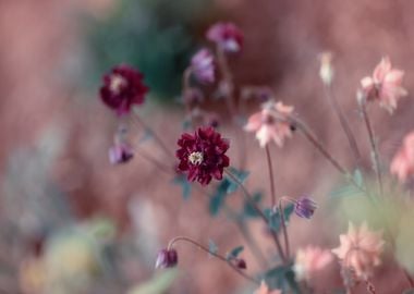 Summer garden, flowers