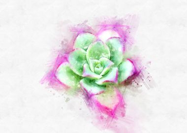 succulent watercolor