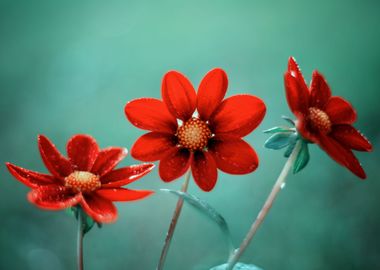 Red dahlias in garden