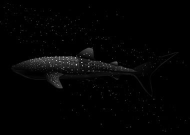 Whale Shark in Maldives