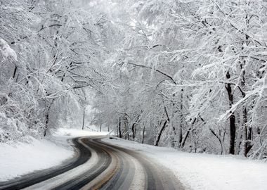 Snowy Forest Road