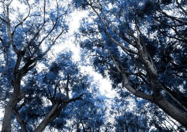 Navy Blue Trees Dream 1 