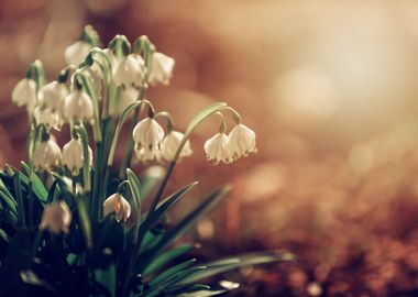 White snowdrops, macro