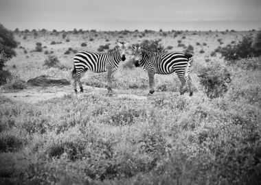 Zebras BW Africa Kenya