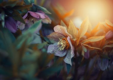 Hellebores in the garden