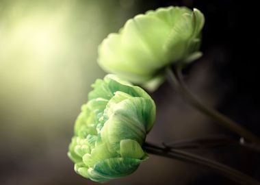 Green tulips, macro,garden