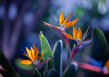 Strelitzia reginae, macro