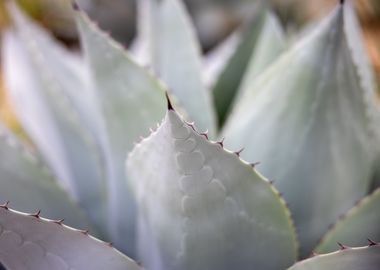 aloe plants