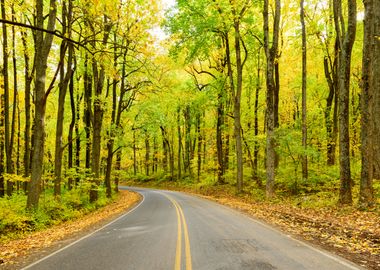 Autumn Aesthetic Forest